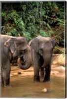 Framed Asian Elephants in Khao Yi National Park, Thailand