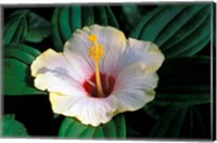 Framed Hibiscus flower, Bangkok, Thailand