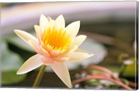 Framed Water Lily flower, Ayuthaya, Thailand