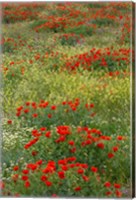 Framed Red Poppy Field in Central Turkey during springtime bloom