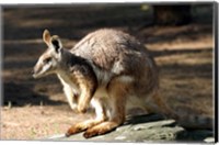 Framed Kangaroo, Taronga Zoo, Sydney, Australia