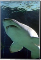 Framed Shark at Manly Aquarium, Sydney, Australia