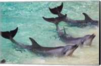 Framed Dolphins, Sea World, Gold Coast, Queensland, Australia