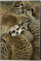 Framed Meerkat Protecting Young, Australia