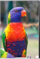 Framed Rainbow Lorikeet, Australia (side view)