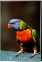Framed Australia, Queensland, Rainbow lorikeet bird