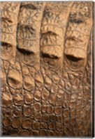Framed Detail of Crocodile Skin, Australia