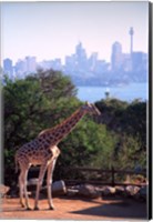 Framed Giraffe, Taronga Zoo, Sydney, Australia