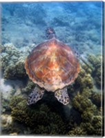 Framed Green Turtle, Low Isles, Great Barrier Reef, North Queensland, Australia