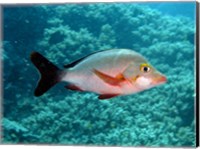 Framed Paddletail fish, Agincourt, Great Barrier Reef, Australia