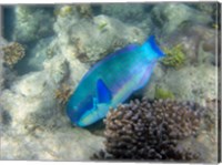 Framed Steephead Parrotfish, Great Barrier Reef, Australia