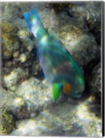 Framed Surf Parrotfish, Low Isles, Great Barrier Reef, Australia