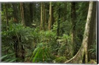 Framed Australia, NSW, Rainforest Trees, Wonga Walk, Dorrigo NP