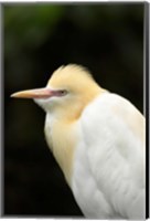 Framed Cattle Egret (Ardea ibis), North Queensland, Australia