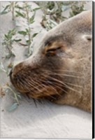 Framed Australian Sea Lion, Seal Bay Conservation Park,  South Australia