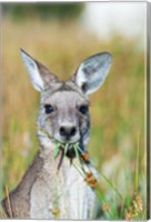 Framed Eastern grey kangaroo eating, Australia