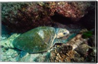 Framed Loggerhead Turtle, Stradbroke Queensland, Australia