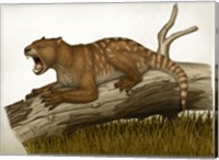 Framed Thylacoleo Carnifex