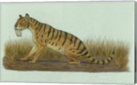 Framed Thylacosmilus Atrox