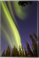 Framed Aurora Borealis with Trees, Whitehorse, Canada