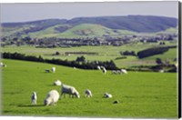 Framed Farmland at Milburn, South Otago, South Island, New Zealand