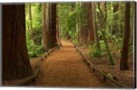 Framed Path through Redwood Forest, Rotorua, New Zealand