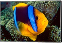 Framed Anemonefish, Great Barrier Reef, Australia