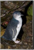 Framed Australia, Bass Strait, Little blue penguin