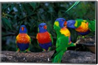 Framed Australia, East Coast,  Lorikeets birds in a row