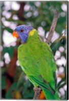 Framed Australia, East Coast Rainbow Lorikeets bird (back view)