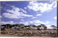 Framed Sheep Station, Kangaroo Island, South Australia, Australia