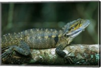 Framed Australia, Queensland, Eastern Water Dragon lizard