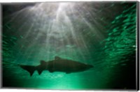 Framed Australia, NSW, Sydney, Gray Nurse Shark tank