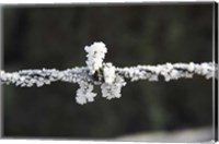 Framed Frosty Barbed Wire, Otago, South Island, New Zealand