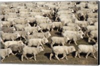 Framed Mustering Sheep, Farm Animals, South Island, New Zealand