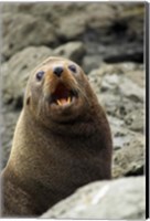 Framed Fur Seal, Kaikoura Coast, South Island, New Zealand