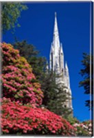 Framed Rhododendrons and First Church, Dunedin, New Zealand