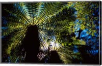 Framed Tree Ferns, Catlins, South Island, New Zealand