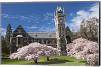 Framed Clock Tower, Historical Registry Building and Spring Blossom, University of Otago, South Island, New Zealand