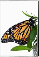 Framed Monarch Butterfly