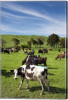 Framed New Zealand, North Island, Dairy Cows, Farm animal