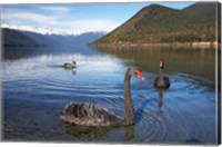 Framed New Zealand, South Island, Nelson Lakes, Black Swan birds