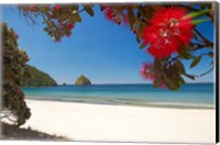 Framed Pohutukawa Tree in Bloom and New Chums Beach, North Island, New Zealand