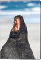 Framed Sea Lion, Sandfly Bay, Otago, South Island, New Zealand