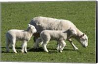 Framed Sheep and Lambs, near Dunedin, Otago, South Island, New Zealand