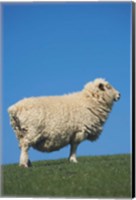Framed Sheep, Farm animal, Scroggs Hill, So Island, New Zealand