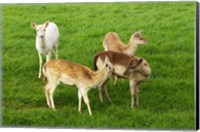 Framed New Zealand, South Island, Karamea, Fawn, Deer
