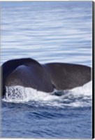 Framed Sperm Whale, Kaikoura, Marlborough, South Island, New Zealand