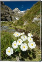 Framed New Zealand Arthurs Pass, Mountain buttercup flower