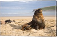 Framed Sea lions on beach, Catlins, New Zealand